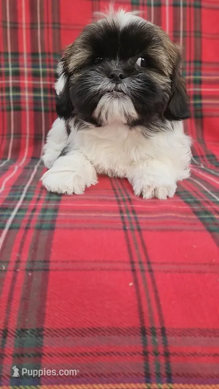 No name  – Shih Tzu puppy for sale in Thousand Palms, CA