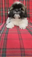 No name , a female Shih Tzu for sale in Thousand Palms, CA – Photo 1 of 4