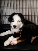 Male, a male Miniature Australian Shepherd for sale in Tyler, TX – 2 of 5