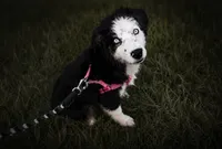 Male, a male Miniature Australian Shepherd for sale in Tyler, TX – 3 of 5