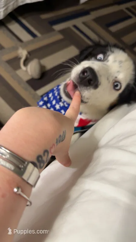 Male – Miniature Australian Shepherd puppy for sale in Tyler, TX