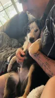 Male, a male Miniature Australian Shepherd for sale in Tyler, TX – 4 of 5