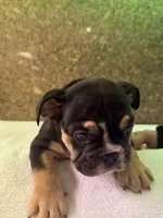 processed/5229b028-68fc-4de3-997d-8fd777b01d1e/listing/2196ef41-c38a-4ff1-b9f7-a66666242cd5/117a9439-928a-48e6-a62c-728ca86ad399