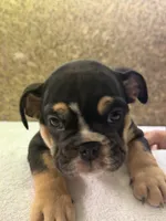 processed/5229b028-68fc-4de3-997d-8fd777b01d1e/listing/2196ef41-c38a-4ff1-b9f7-a66666242cd5/55cbca54-698c-459b-854f-14a790fdf222