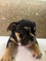 processed/5229b028-68fc-4de3-997d-8fd777b01d1e/listing/2196ef41-c38a-4ff1-b9f7-a66666242cd5/edd53999-2392-4dae-9ca0-dd3bf2d072a2