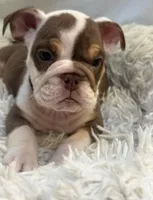 processed/5229b028-68fc-4de3-997d-8fd777b01d1e/listing/d039b36a-2201-447f-b6d5-ed7590b2dc3e/995b51da-e9e3-456e-9592-8d8465ff3548