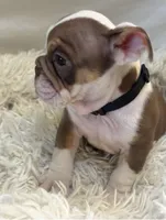 processed/5229b028-68fc-4de3-997d-8fd777b01d1e/listing/d039b36a-2201-447f-b6d5-ed7590b2dc3e/9beb67f5-bf02-4e47-98a2-20f46fa9a12c