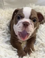 processed/5229b028-68fc-4de3-997d-8fd777b01d1e/listing/d4fcf5ff-8fd2-41c0-9430-ca19df80e1f0/81edc3bb-0359-4677-a1e1-c1b4a69d8330