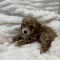 processed/522fd044-70b3-4ba0-95f0-c629bfa83259/listing/2ce569aa-fe24-4da1-89ed-0f14f286513b/8bdc595d-c724-40a3-a506-9e10d6c61600