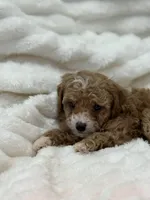 processed/522fd044-70b3-4ba0-95f0-c629bfa83259/listing/2ce569aa-fe24-4da1-89ed-0f14f286513b/be571ec6-3959-4af8-8123-018f27a8ea5d