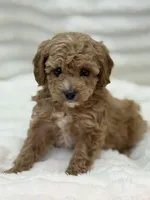 processed/522fd044-70b3-4ba0-95f0-c629bfa83259/listing/5ce2f0e2-53d8-4ee0-8b90-75a4b9a2efa6/03f8fedc-9fcf-4306-85c9-ad81ecad6825