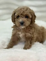 processed/522fd044-70b3-4ba0-95f0-c629bfa83259/listing/5ce2f0e2-53d8-4ee0-8b90-75a4b9a2efa6/48bbd21d-288b-4656-bb06-b113a6015326