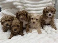 processed/522fd044-70b3-4ba0-95f0-c629bfa83259/listing/5ce2f0e2-53d8-4ee0-8b90-75a4b9a2efa6/8b2c9b22-fbc4-4aa4-b7e1-da638b49df01