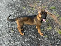 AKC Nicky, a female German Shepherd Dog for sale in Rock Hill, SC – 1 of 6