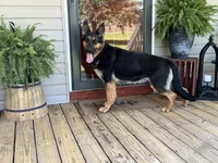AKC O’Riley , a female German Shepherd Dog for sale in Rock Hill, SC – 6 of 6
