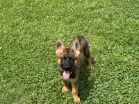 AKC Nicky, a female German Shepherd Dog for sale in Rock Hill, SC – 2 of 7