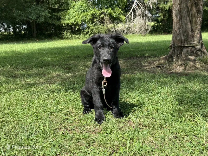 AKC Osiris  – German Shepherd Dog puppy for sale in Rock Hill, SC
