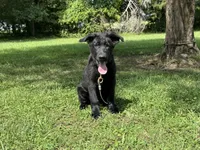 AKC Osiris , a male German Shepherd Dog for sale in Rock Hill, SC – 1 of 5