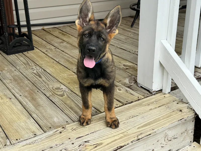 AKC Nala – German Shepherd Dog puppy for sale in Rock Hill, SC
