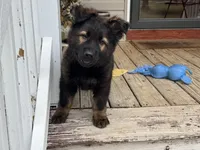 AKC Ratchet , a male German Shepherd Dog for sale in Rock Hill, SC – 4 of 4