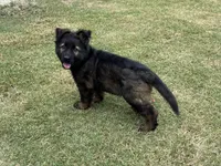 AKC Ratchet , a male German Shepherd Dog for sale in Rock Hill, SC – 1 of 4