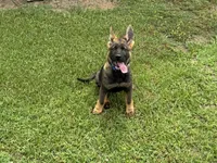 AKC Nala, a female German Shepherd Dog for sale in Rock Hill, SC – 2 of 5