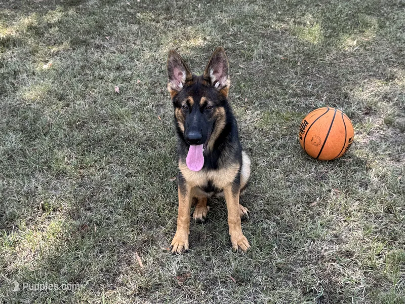 AKC Nicky – German Shepherd Dog puppy for sale in Rock Hill, SC