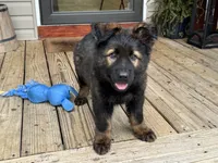 AKC Ratchet , a male German Shepherd Dog for sale in Rock Hill, SC – 3 of 4