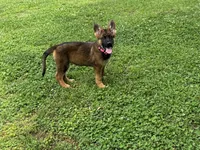 AKC Nicky, a female German Shepherd Dog for sale in Rock Hill, SC – 6 of 7