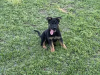 AKC Nia, a female German Shepherd Dog for sale in Rock Hill, SC – 5 of 7