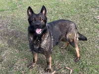 AKC Marty, a female German Shepherd Dog for sale in Rock Hill, SC – Photo 3 of 7