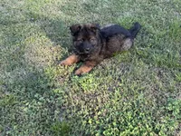 AKC Marty, a female German Shepherd Dog for sale in Rock Hill, SC – Photo 7 of 7