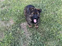 AKC Marty, a female German Shepherd Dog for sale in Rock Hill, SC – Photo 6 of 7