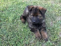 AKC Marty, a female German Shepherd Dog for sale in Rock Hill, SC – Photo 5 of 7