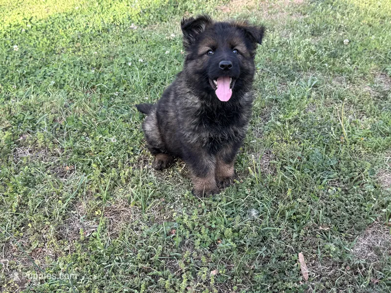 AKC Marty, a female German Shepherd Dog for sale in Rock Hill, SC – Photo 1 of 7
