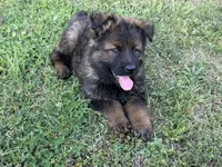 AKC Marty, a female German Shepherd Dog for sale in Rock Hill, SC – Photo 4 of 7