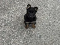 AKC Lola, a female German Shepherd Dog for sale in Rock Hill, SC – Photo 3 of 7