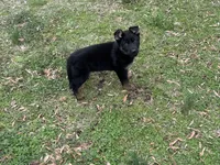 AKC Lola, a female German Shepherd Dog for sale in Rock Hill, SC – Photo 6 of 7