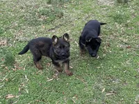 AKC Lola, a female German Shepherd Dog for sale in Rock Hill, SC – Photo 5 of 7