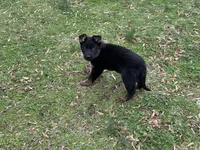 AKC Lola, a female German Shepherd Dog for sale in Rock Hill, SC – Photo 2 of 7