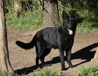 AKC Lola, a female German Shepherd Dog for sale in Rock Hill, SC – Photo 7 of 7