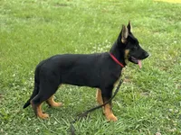 AKC Nia, a female German Shepherd Dog for sale in Rock Hill, SC – 1 of 6
