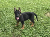 AKC Nia, a female German Shepherd Dog for sale in Rock Hill, SC – 3 of 7