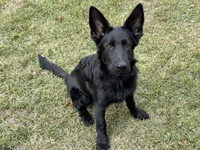AKC Osiris , a male German Shepherd Dog for sale in Rock Hill, SC – 2 of 6