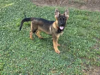 AKC Nicky, a female German Shepherd Dog for sale in Rock Hill, SC – 3 of 6