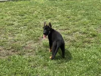 AKC Nia, a female German Shepherd Dog for sale in Rock Hill, SC – 2 of 7