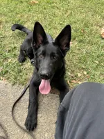 AKC Osiris , a male German Shepherd Dog for sale in Rock Hill, SC – 1 of 6