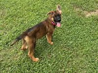 AKC Nicky, a female German Shepherd Dog for sale in Rock Hill, SC – 1 of 7