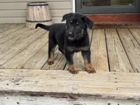 AKC O’Riley , a female German Shepherd Dog for sale in Rock Hill, SC – 4 of 6