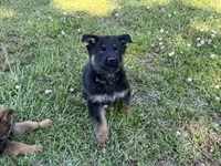 AKC Nia, a female German Shepherd Dog for sale in Rock Hill, SC – 2 of 5